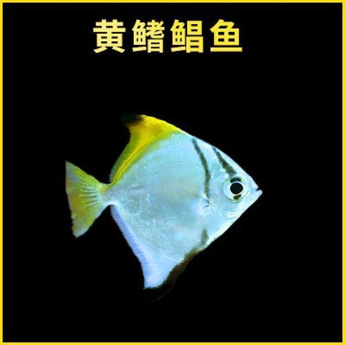 如何區分黃鰭鯧魚和其他魚類？，如何區分黃鰭鯧魚