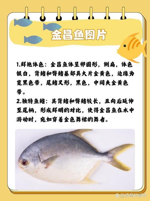 如何區分黃鰭鯧魚和其他魚類？，如何區分黃鰭鯧魚