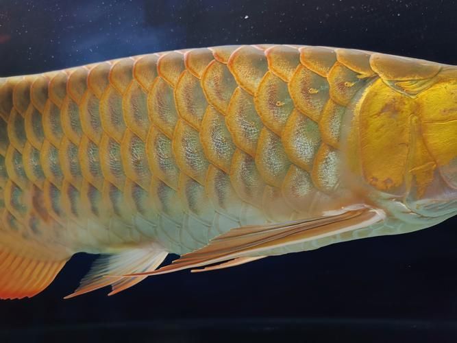 七彩龍魚哪個品種最珍貴？，七彩龍魚品種鑒賞指南 七彩龍魚哪個品種最珍貴？，七彩龍魚品種鑒賞指南 龍魚百科 第3張