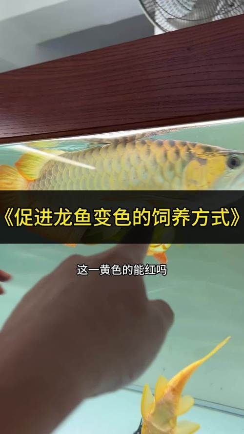 紅龍魚變色過程圖片，紅龍魚在自然環境下和人工飼養條件下的變色過程下的變色過程 紅龍魚變色過程圖片，紅龍魚在自然環境下和人工飼養條件下的變色過程下的變色過程 龍魚百科 第6張