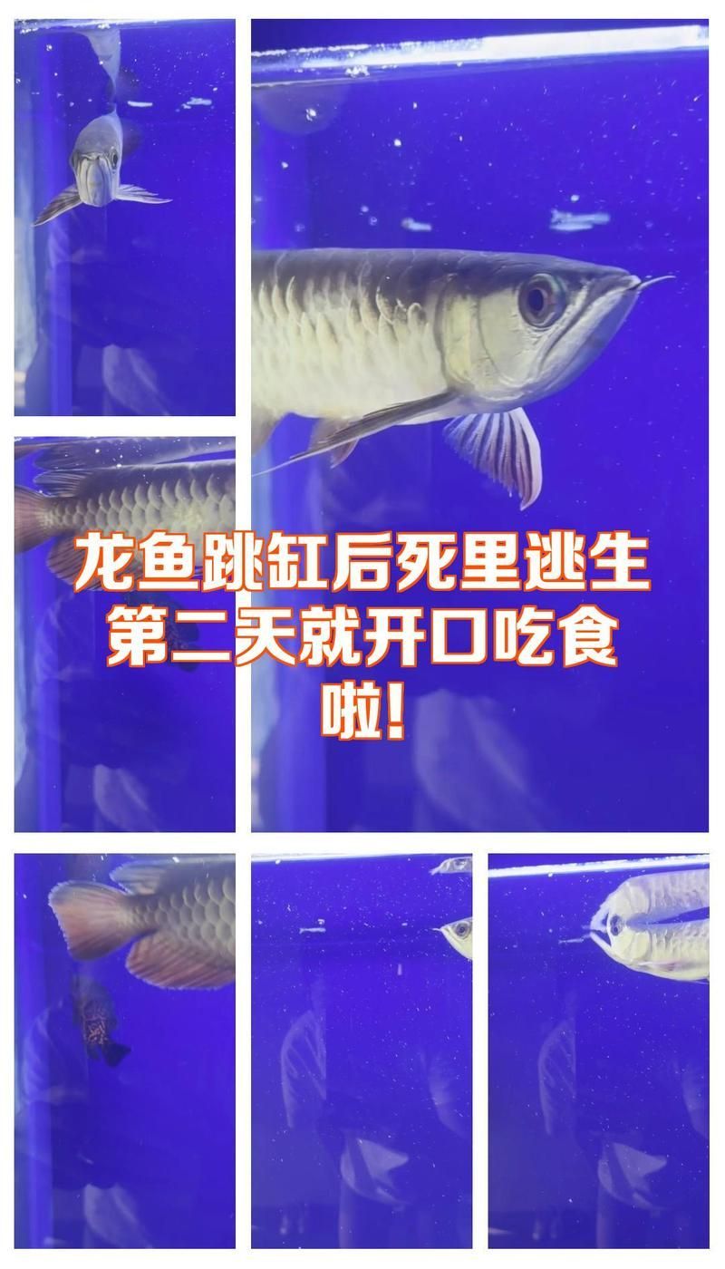 有沒有更多龍魚急救成功案例，金龍魚受傷后多久會恢復？