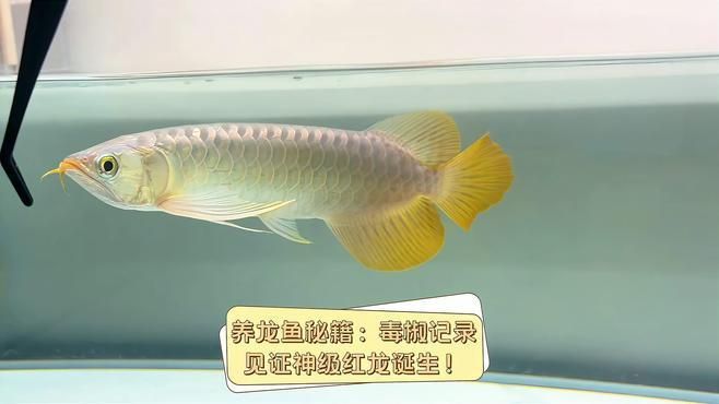 如何科學喂食5條龍魚，養龍魚秘籍:這樣喂食才正確!