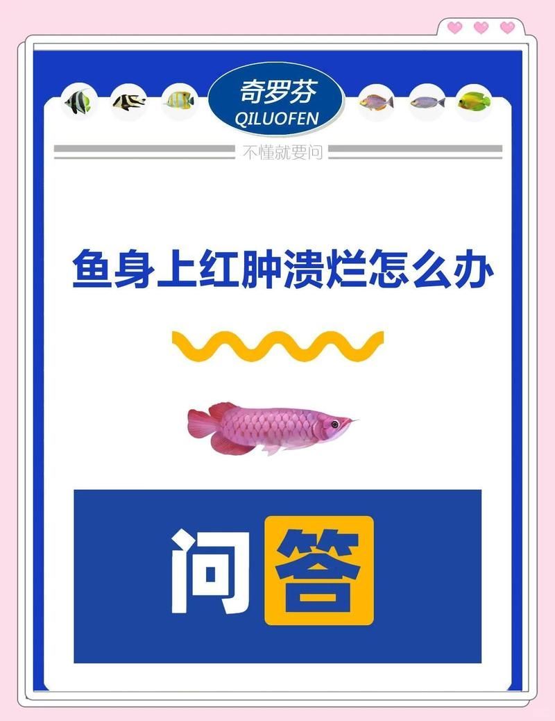 如何預防魚身上潰爛的發生，如何預防錦鯉爛身爛鰭