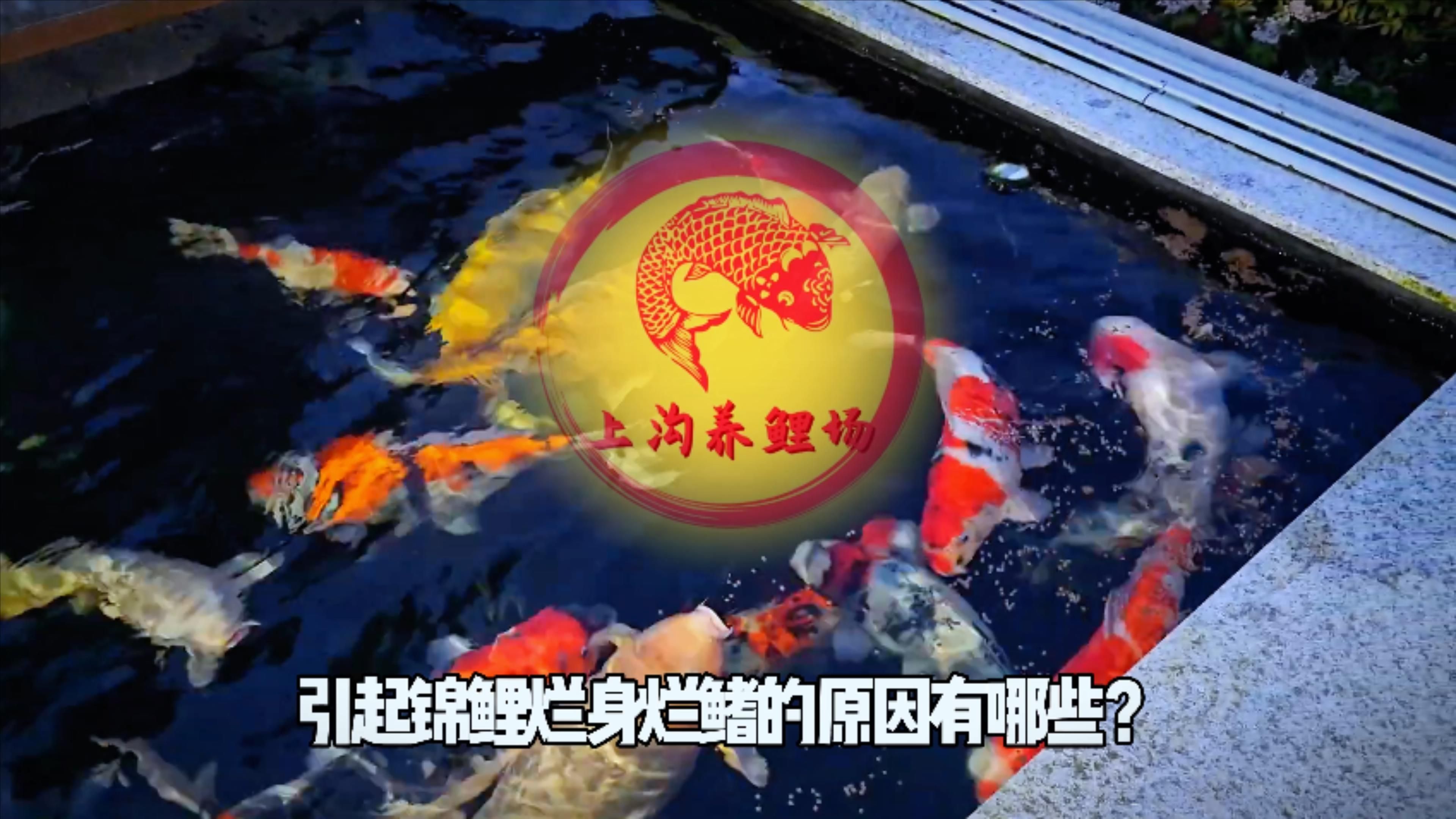 如何預防魚身上潰爛的發生，如何預防錦鯉爛身爛鰭