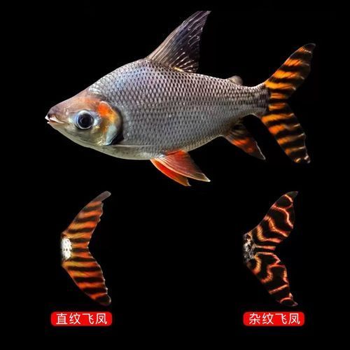 飛鳳魚的價格是多少？，飛鳳魚、久鼎和彩鰈哪個更值得購買？
