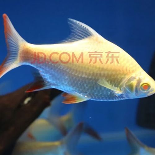 飛鳳魚的價格是多少？，飛鳳魚、久鼎和彩鰈哪個更值得購買？