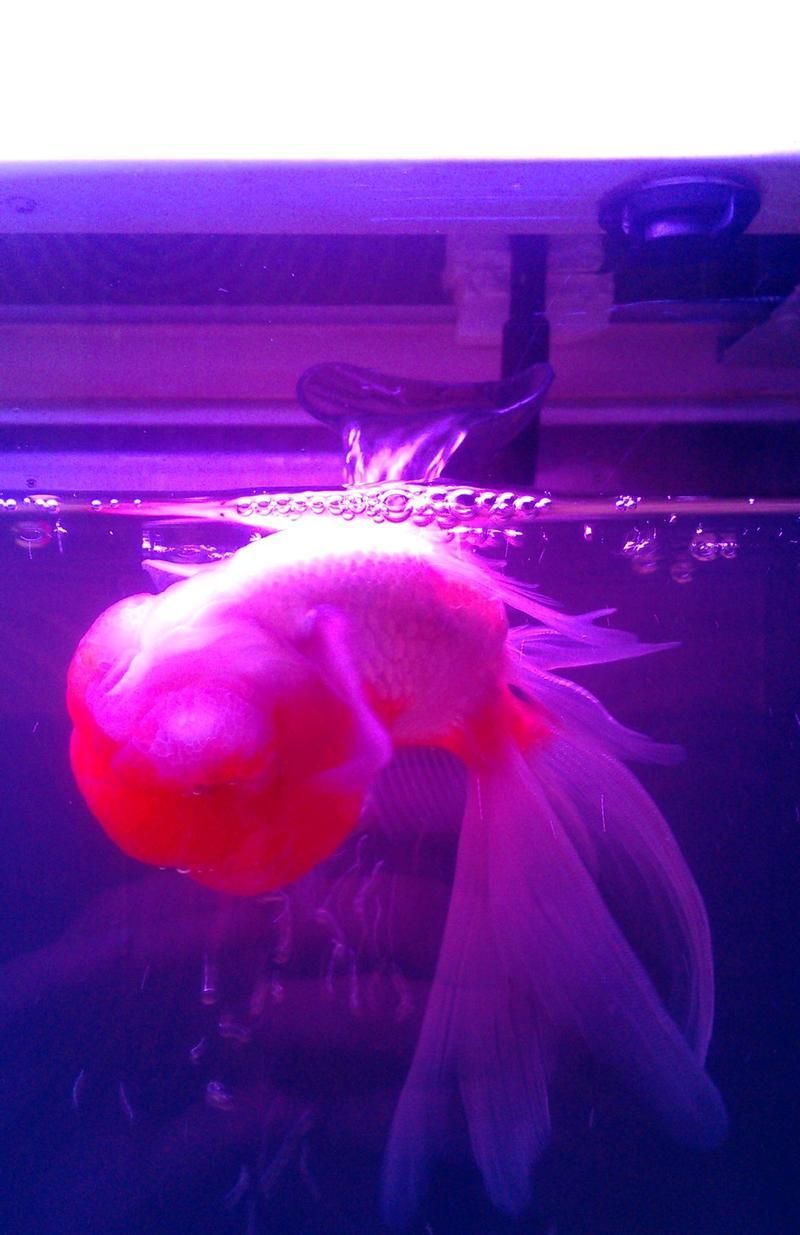 腹水魚如何急救，腹水魚急救指南