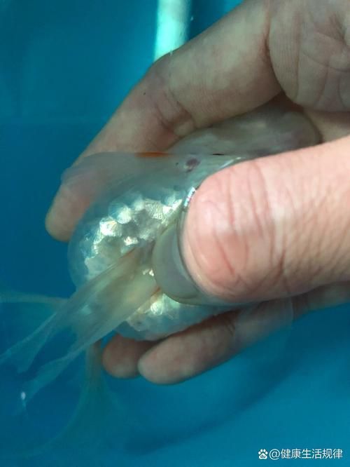 腹水魚如何急救，腹水魚急救指南