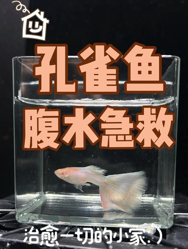 腹水魚如何急救，腹水魚急救指南