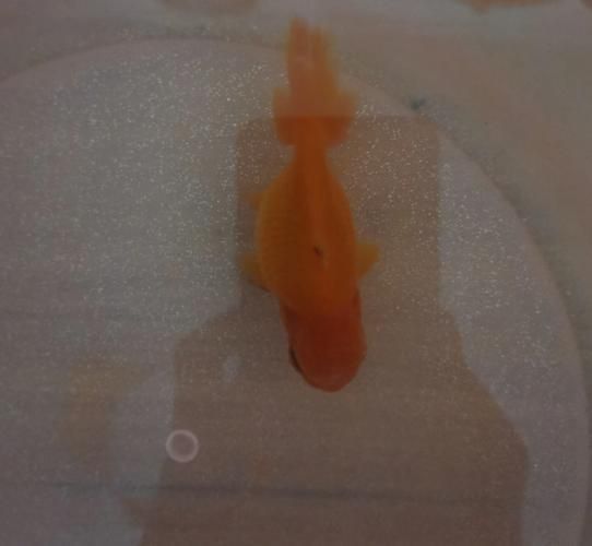 腹水魚(yú)如何急救，腹水魚(yú)急救指南