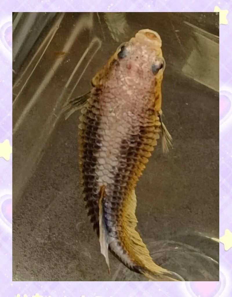 腹水魚如何急救，腹水魚急救指南