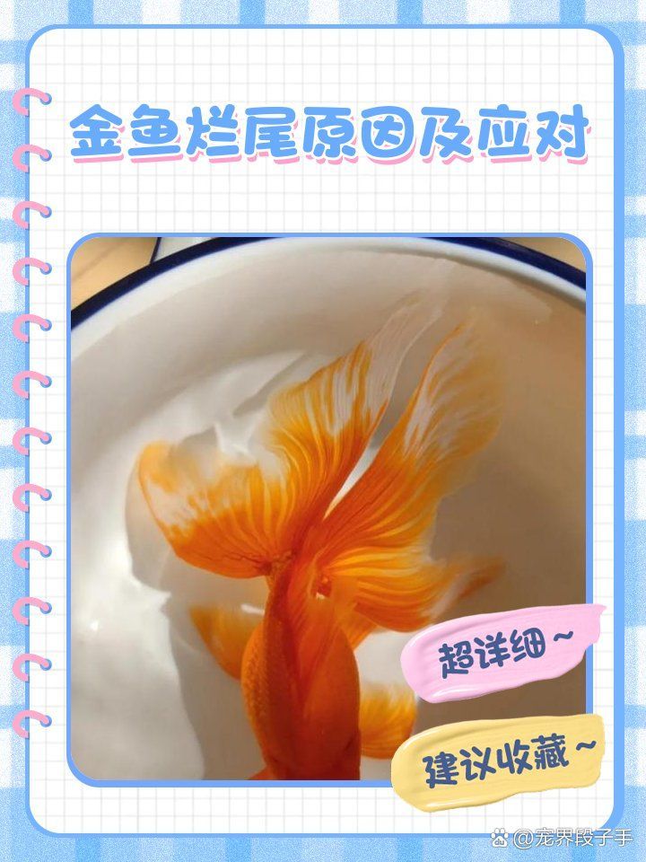 龍睛金魚爛尾病能徹底治愈嗎，龍睛金魚爛尾病如何治療