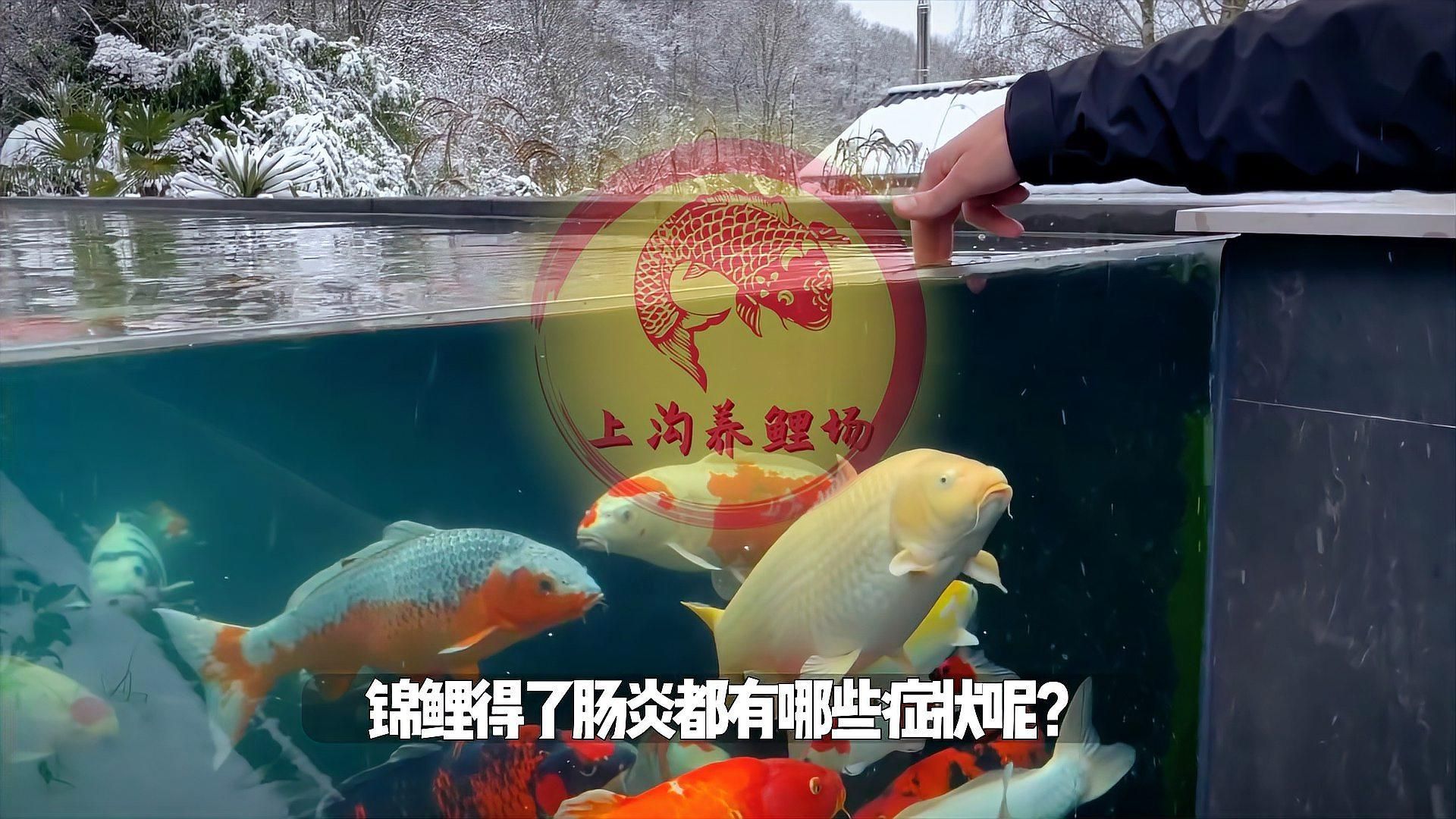 如何判斷魚類是否患有腸炎，如何判斷錦鯉有腸炎呢