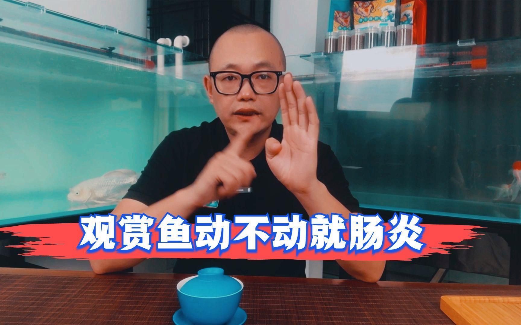 如何判斷魚類是否患有腸炎，如何判斷錦鯉有腸炎呢