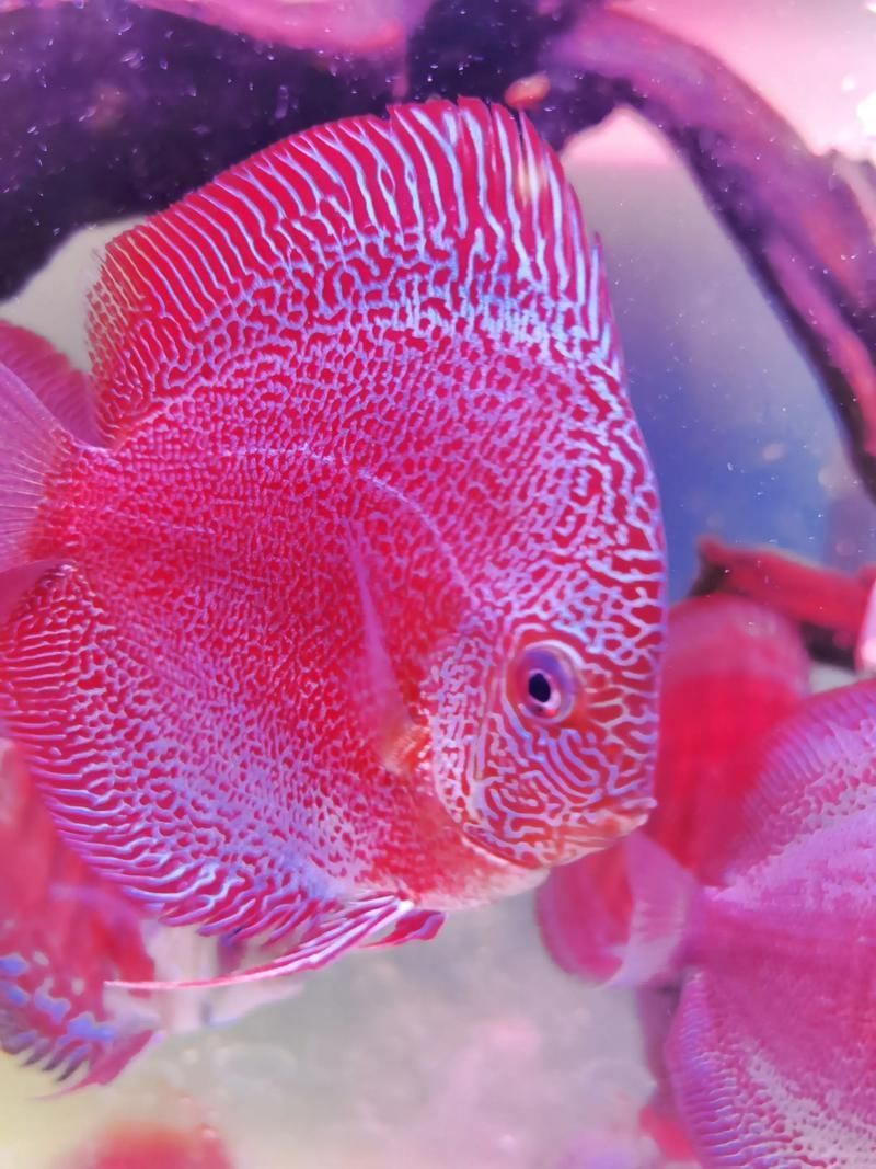 七彩神仙魚的價格是多少？，七彩神仙魚的選購避坑指南