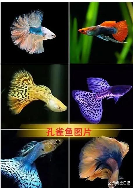 哪些觀賞魚不容易患潰爛病，關(guān)于觀賞魚抗?jié)€病的建議