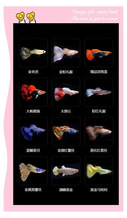 哪些觀賞魚不容易患潰爛病，關于觀賞魚抗潰爛病的建議