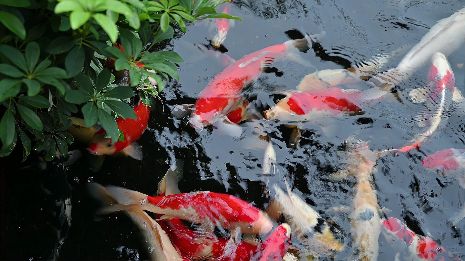 如何判斷魚類是否患有爛尾病，判斷魚類是否患有爛尾病的詳細方法和輔助識別手段