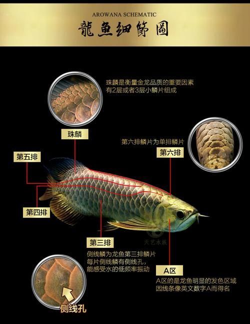 金龍魚過(guò)背高背分解圖示例