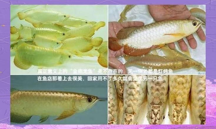 金頭過背金龍和紅龍哪個更珍貴，金頭過背金龍和紅龍哪個好？