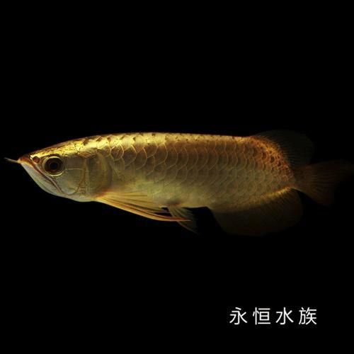 金頭過背金龍和紅龍哪個更珍貴，金頭過背金龍和紅龍哪個好？