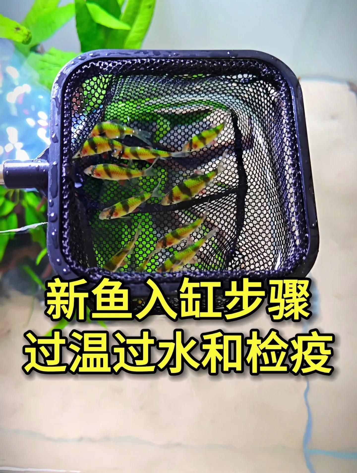 如何預防魚細菌感染