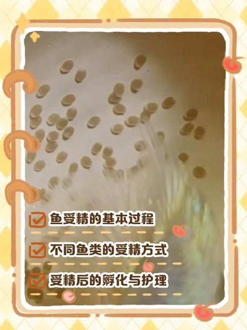 元寶鯽的繁殖方式是什么？，元寶鯽的繁殖方式 元寶鯽的繁殖方式是什么？，元寶鯽的繁殖方式 龍魚百科 第5張