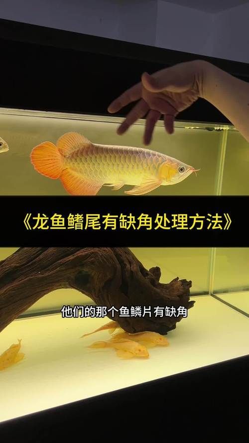 給我一些預防龍魚外寄生蟲的圖片，龍魚外寄生蟲及其預防措施