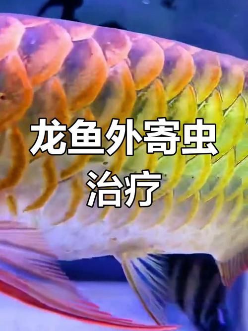 給我一些預防龍魚外寄生蟲的圖片，龍魚外寄生蟲及其預防措施