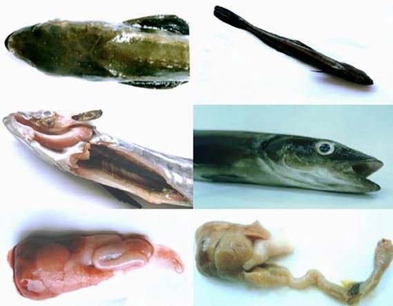 哪些藥物可以有效治療海水魚細菌感染，arxiv論文助手