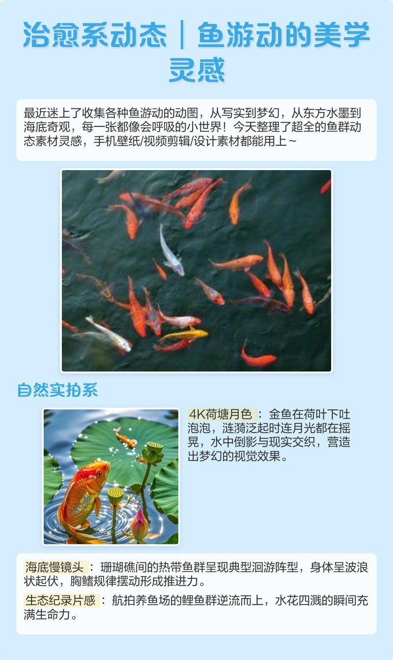 有哪些動態魚壁紙推薦，動態動態壁紙推薦