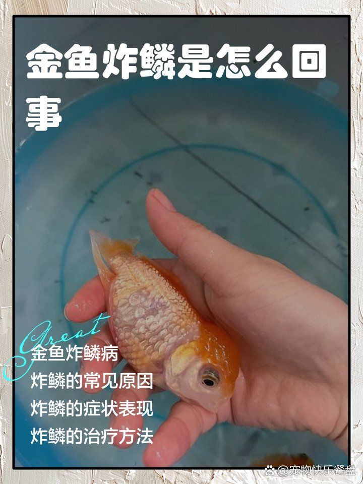 如何早期發現金魚炸鱗，如何快速發現金魚炸鱗？