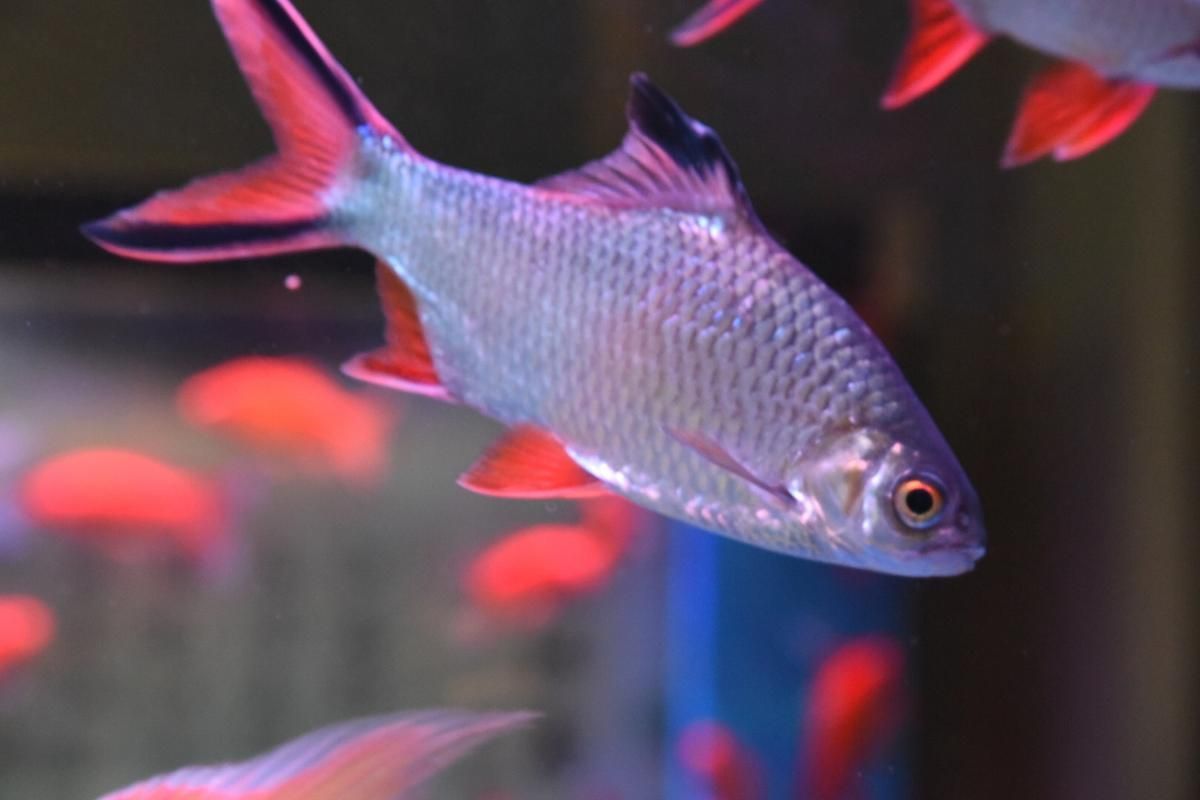 如何辨別泰國雪鯽魚的品質？，如何辨別泰國雪鯽魚品質 如何辨別泰國雪鯽魚的品質？，如何辨別泰國雪鯽魚品質 龍魚百科 第6張