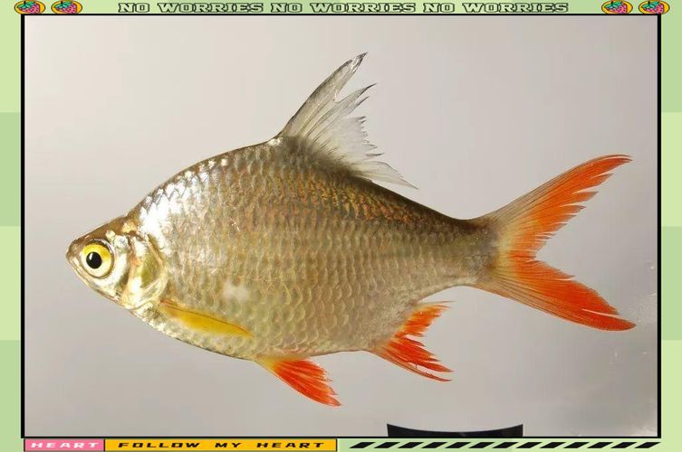 如何辨別泰國雪鯽魚的品質？，如何辨別泰國雪鯽魚品質 如何辨別泰國雪鯽魚的品質？，如何辨別泰國雪鯽魚品質 龍魚百科 第5張