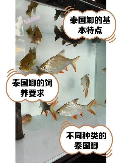 如何辨別泰國雪鯽魚的品質？，如何辨別泰國雪鯽魚品質 如何辨別泰國雪鯽魚的品質？，如何辨別泰國雪鯽魚品質 龍魚百科 第3張