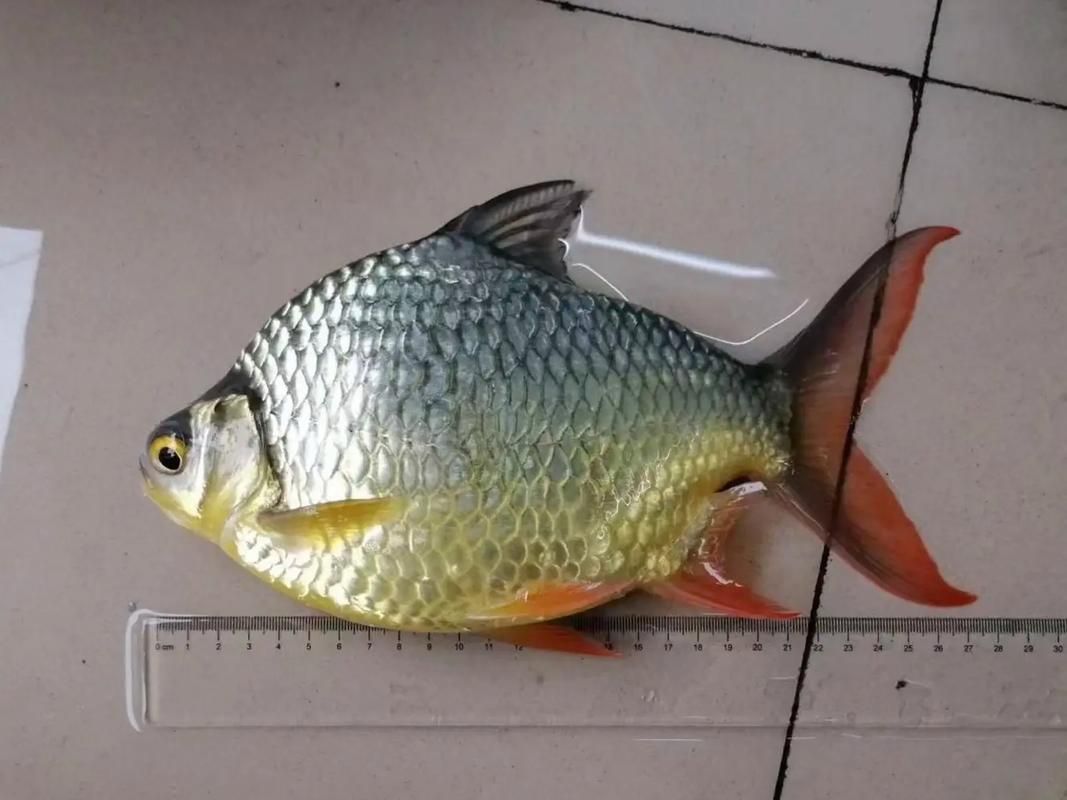 如何辨別泰國雪鯽魚的品質？，如何辨別泰國雪鯽魚品質 如何辨別泰國雪鯽魚的品質？，如何辨別泰國雪鯽魚品質 龍魚百科 第2張