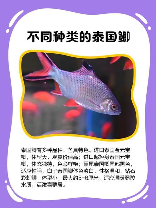 如何辨別泰國雪鯽魚的品質？，如何辨別泰國雪鯽魚品質 如何辨別泰國雪鯽魚的品質？，如何辨別泰國雪鯽魚品質 龍魚百科 第4張