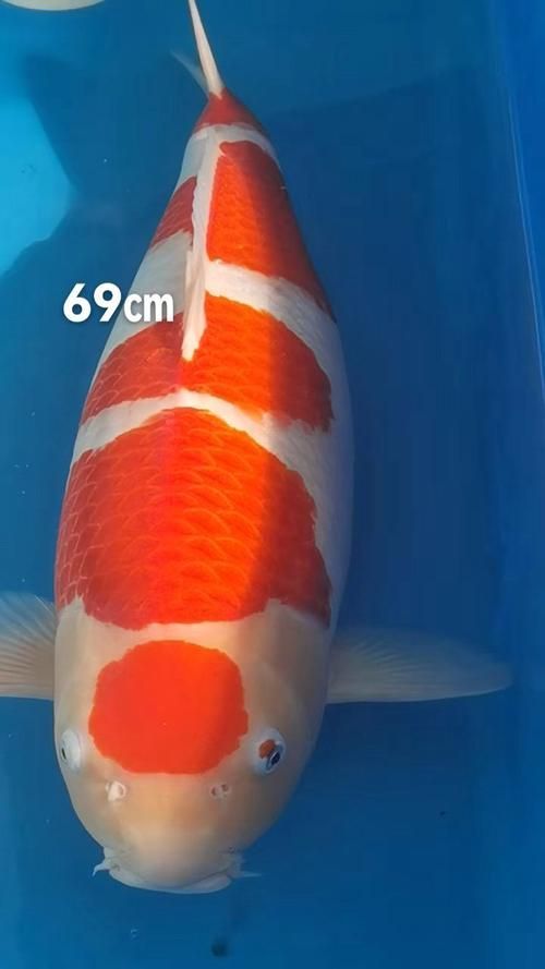 丹頂錦鯉魚，丹頂錦鯉魚（丹頂錦鯉魚詳解+配圖需求1000字詳解 丹頂錦鯉魚，丹頂錦鯉魚（丹頂錦鯉魚詳解+配圖需求1000字詳解 龍魚百科 第4張
