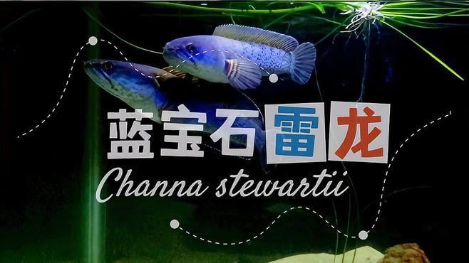 如何給鬼王雷龍做體檢，《山海經(jīng)》鬼王雷龍體檢方法詳解：健康的鬼王雷龍體表應(yīng)無明顯損傷或異常