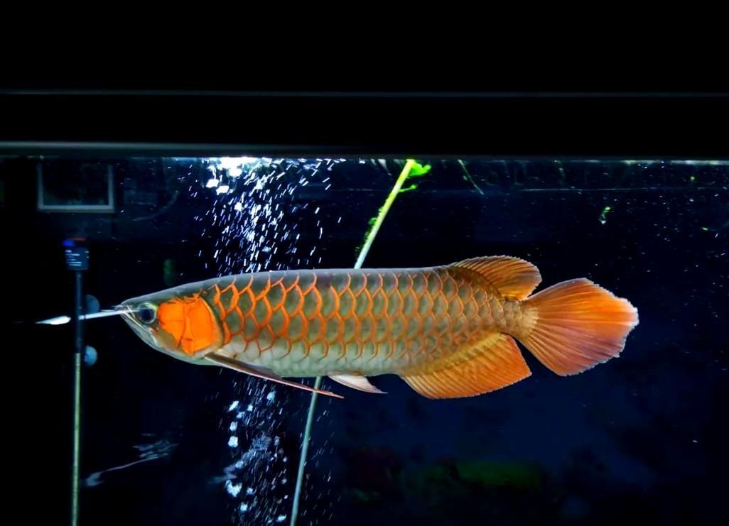 紅龍魚燈光效果圖片 紅龍魚燈光效果圖片 龍魚百科 第6張