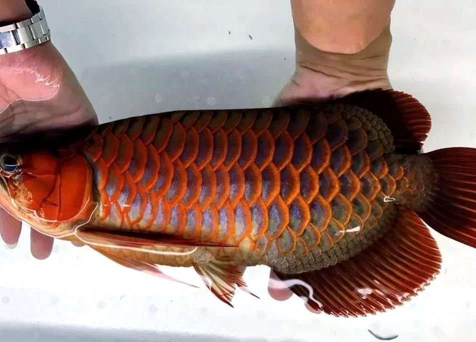 紅龍魚燈光效果圖片 紅龍魚燈光效果圖片 龍魚百科 第12張