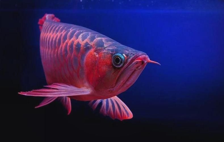 紅龍魚燈光效果圖片 紅龍魚燈光效果圖片 龍魚百科 第17張