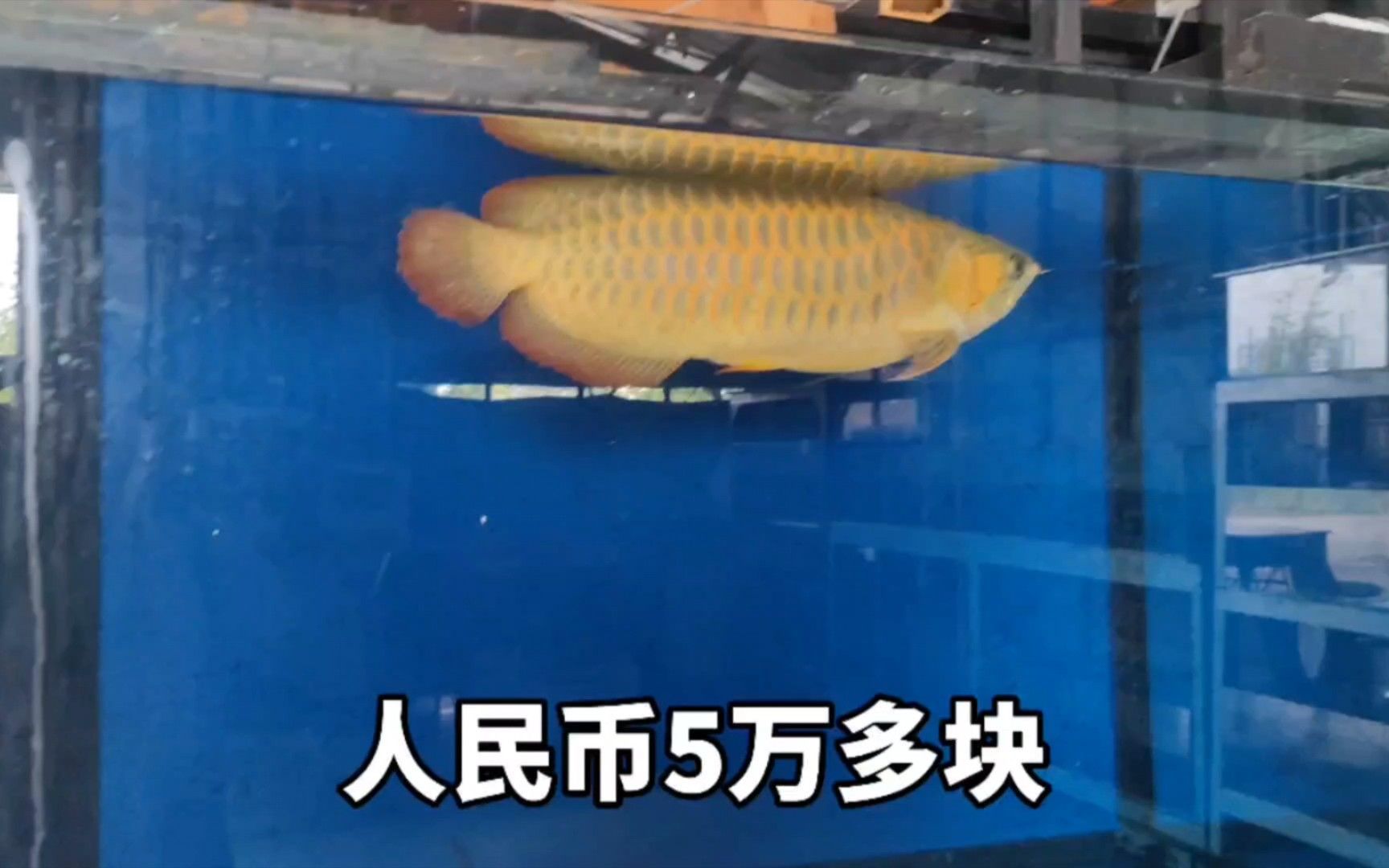 臨沂龍魚養(yǎng)殖基地的龍魚品種有哪些，臨沂龍魚養(yǎng)殖基地