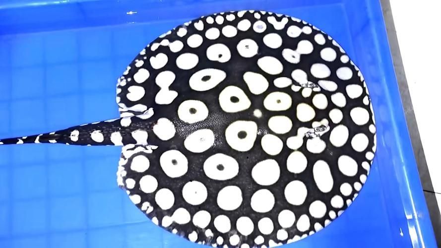 如何辨別福魟魚(yú)的品質(zhì)？，如何辨別福魟魚(yú)品質(zhì)