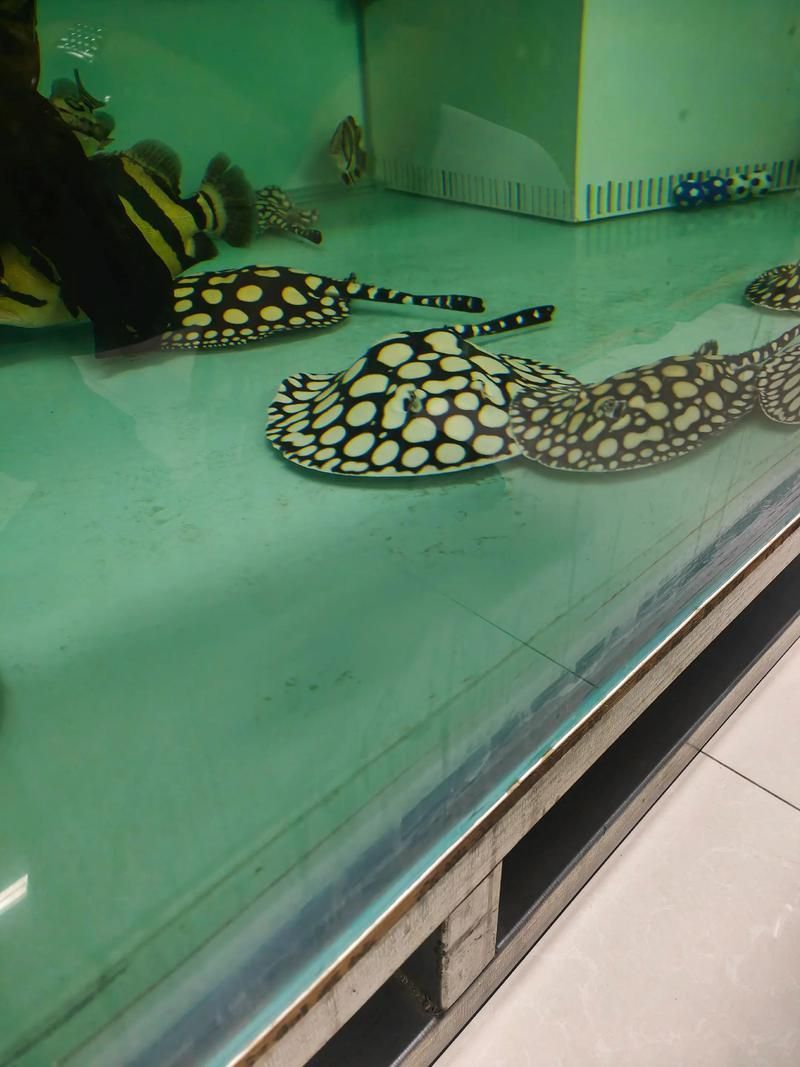 如何辨別福魟魚的品質？，如何辨別福魟魚品質 如何辨別福魟魚的品質？，如何辨別福魟魚品質 龍魚百科 第2張