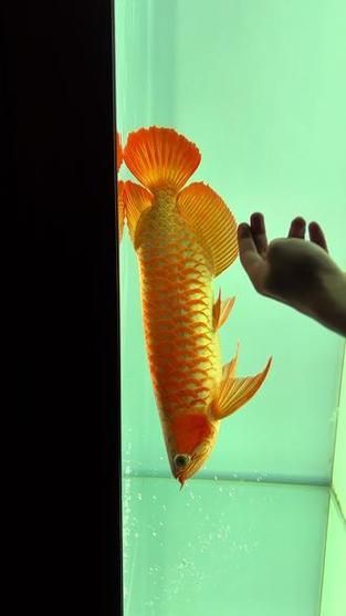 能否提供50公分紅龍的圖片，藍底金龍魚多久換一次水， 能否提供50公分紅龍的圖片，藍底金龍魚多久換一次水， 龍魚百科 第8張