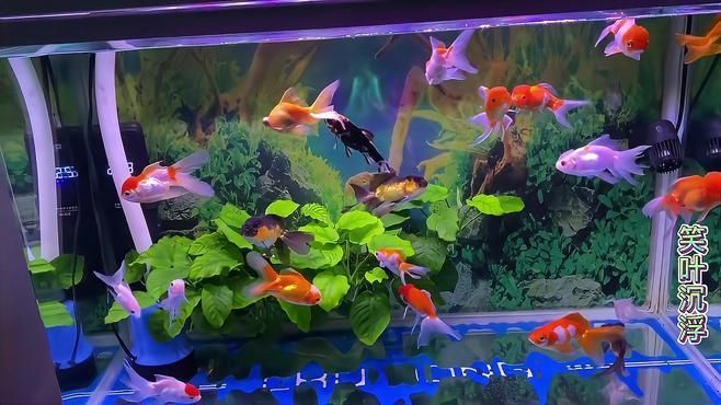 金魚尾巴爛了能完全恢復嗎，金魚尾巴爛了怎么辦？