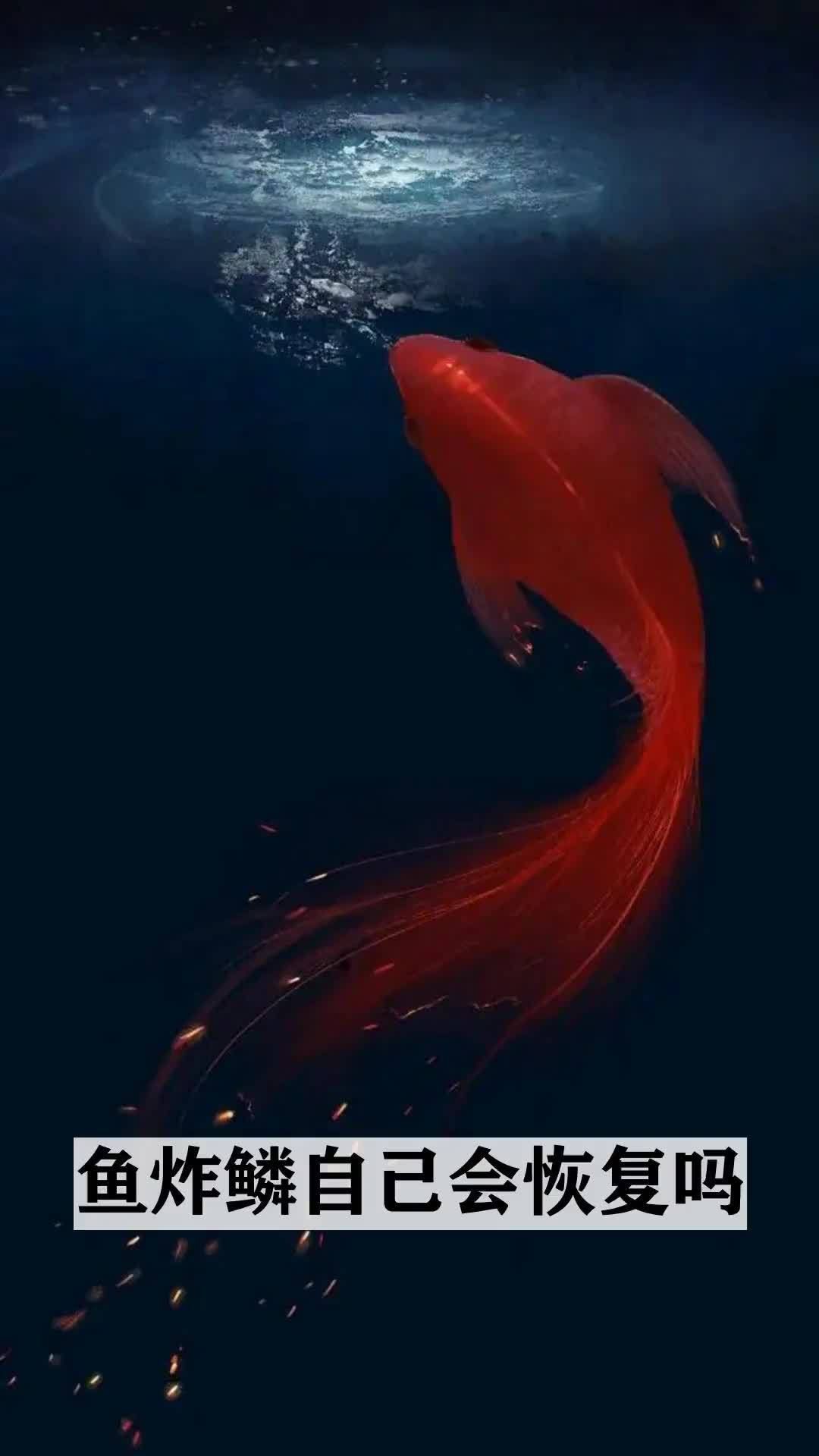 魚炸鱗自己會恢復嗎