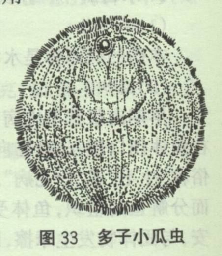 粗線銀板魚寄生蟲病怎么治療？，metynnislippincottiancottianus寄生蟲病治療方案