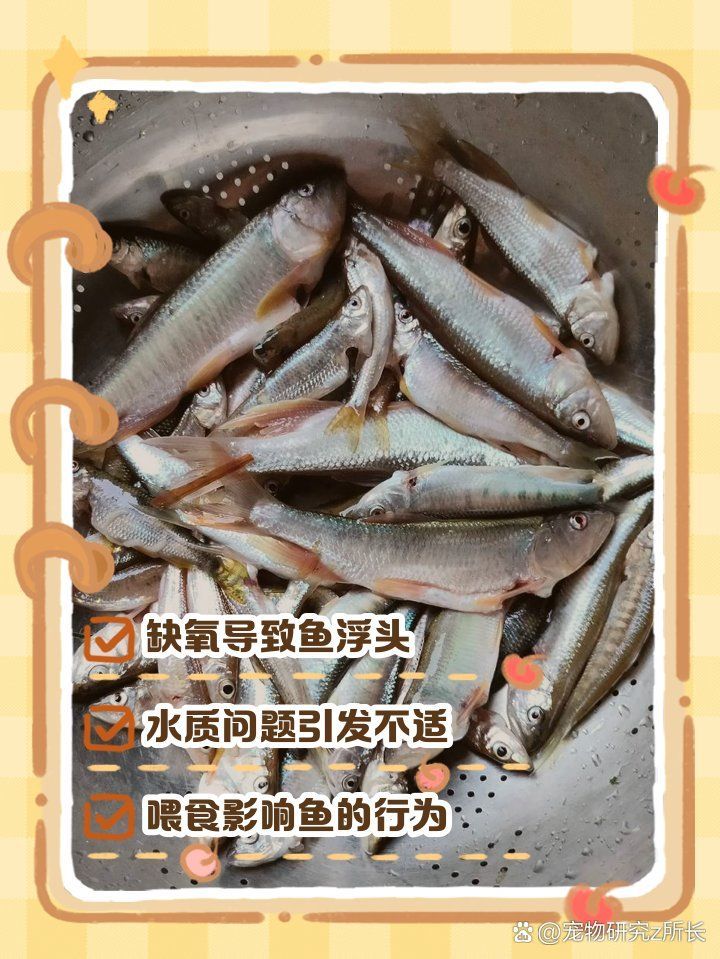 龍魚浮頭多久會死，關于龍魚浮頭原因、發展過程及應對措施的詳細解析